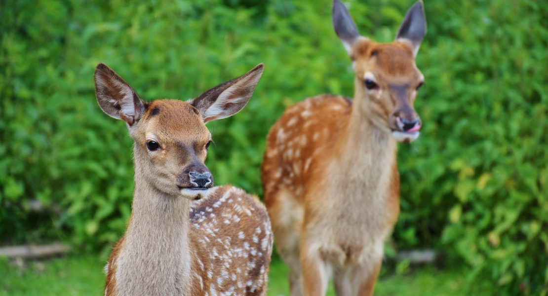 Kinderwagen-Wanderung im Wildpark in Landsberg am Lech