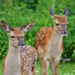 Kinderwagen-Wanderung im Wildpark in Landsberg am Lech