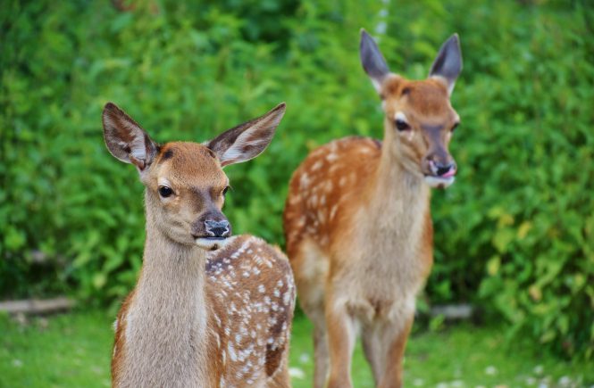 Kinderwagen-Wanderung im Wildpark in Landsberg am Lech