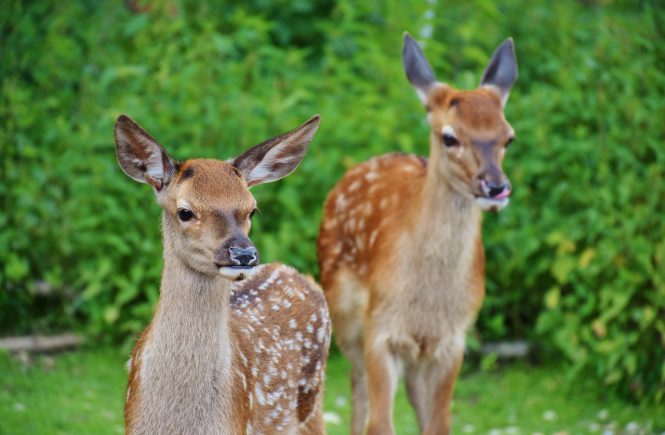 Kinderwagen-Wanderung im Wildpark in Landsberg am Lech