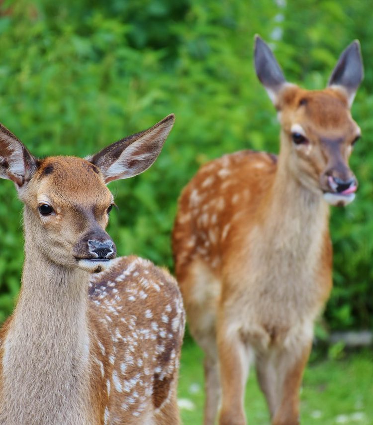 Kinderwagen-Wanderung im Wildpark in Landsberg am Lech