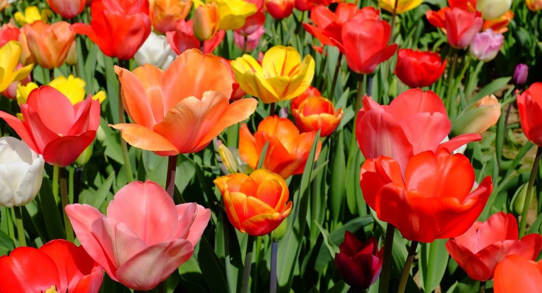 Blumenfelder rund um München