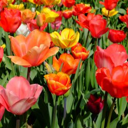 Blumenfelder rund um München