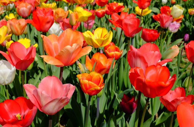 Blumenfelder rund um München