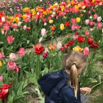 Blumenfelder rund um München