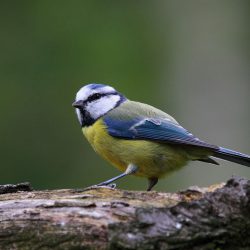 Die fünf schönsten Vogellehrpfade in und um München