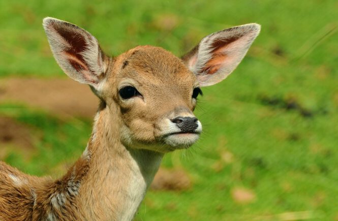 Wildtiergehege am Auerberg