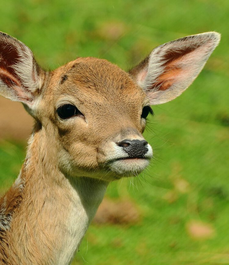 Wildtiergehege am Auerberg