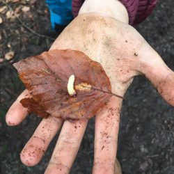 Eine herrliche Wanderung durch den seltenen Eibenwald bei Wessobrunn