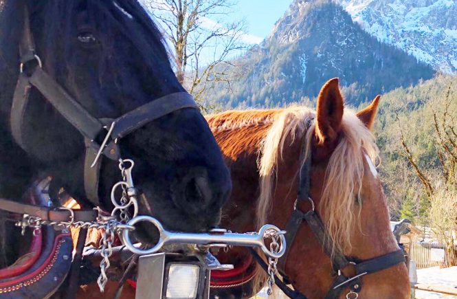 Mit der Kutsche zur Wildfütterung ins Klausbachtal