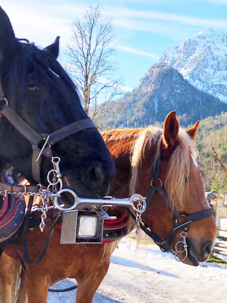 Mit der Kutsche zur Wildfütterung ins Klausbachtal