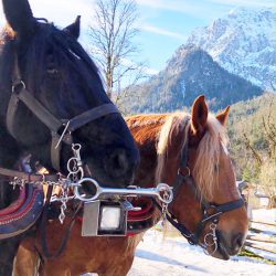 Mit der Kutsche zur Wildfütterung ins Klausbachtal