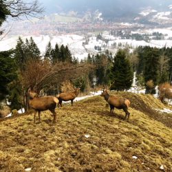 Reiseralm - Rodeln und Wildfütterung