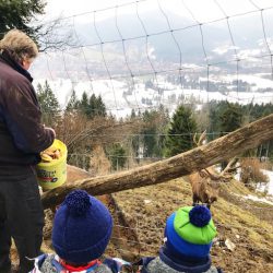 Reiseralm - Rodeln und Wildfütterung