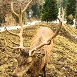 Reiseralm - Rodeln und Wildfütterung