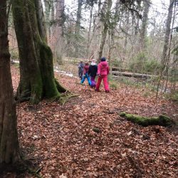 Eine herrliche Wanderung durch den seltenen Eibenwald bei Wessobrunn