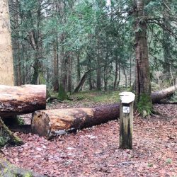 Eine herrliche Wanderung durch den seltenen Eibenwald bei Wessobrunn