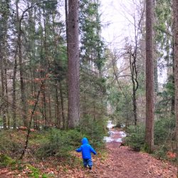 Eine herrliche Wanderung durch den seltenen Eibenwald bei Wessobrunn