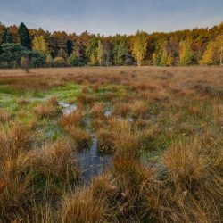 Der Moorlehrpfad in Prem bei Steingaden