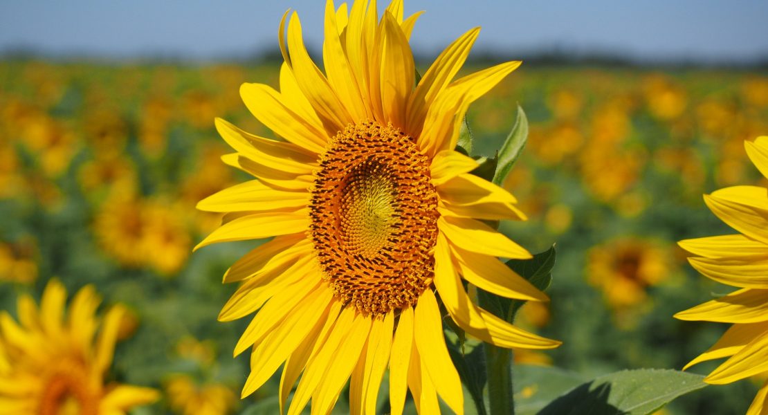 Unsere 10 Sommer-Highlights in München