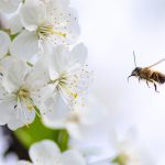 Insektenhotel selbermachen