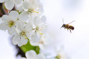 Insektenhotel selbermachen