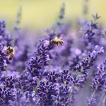 bienen bepflanzung balkon