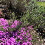 bienen bepflanzung balkon