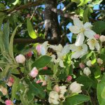 bienen bepflanzung balkon