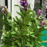 Bienenfreundliche Pflanzen - Lavendel