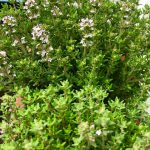 Bienenfreundliche Pflanzen - Lavendel