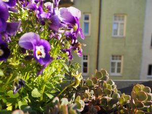 Insektenhotel selbermachen