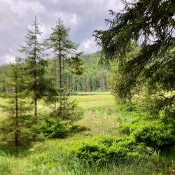 Großer Arbersee Bayerischer Wald