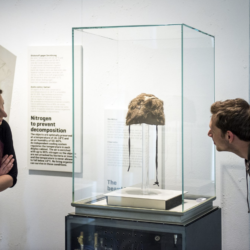 Dauerausstellung Ötzis Bärenfellmütze © Südtiroler Archäologiemuseum/foto-dpi.com